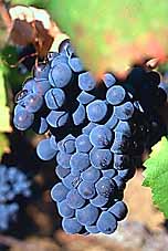 grappe de raisin